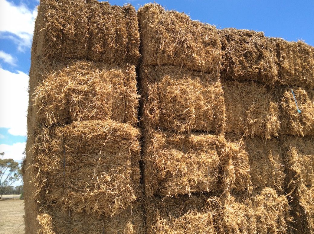 Pea Straw 8x4x3 Bales Hay & Fodder Pea Straw For Sale